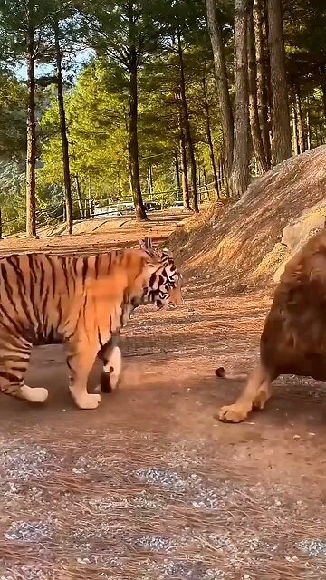 Tiger and Lion fite