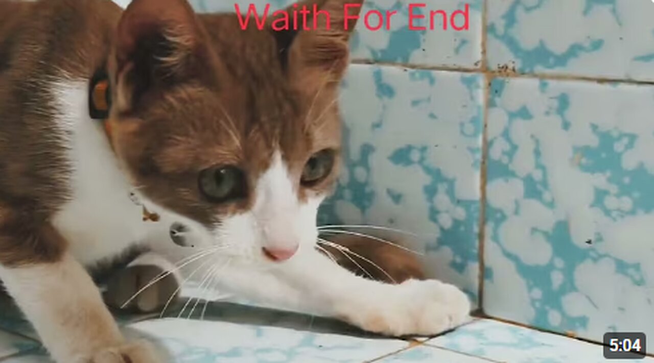 CAT FUNNY VIDEO#cat #video