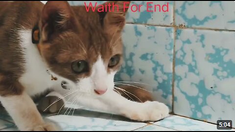 CAT FUNNY VIDEO#cat #video