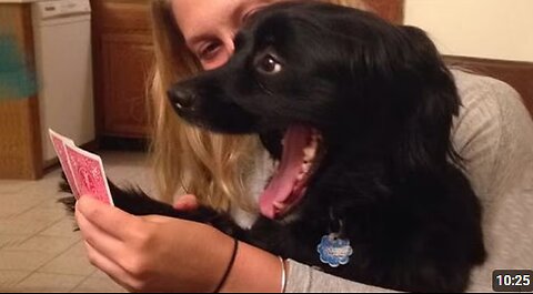 New FUNNY DOGS That Will Make You Die Laughing 🤣 Funny Animals Video 2025