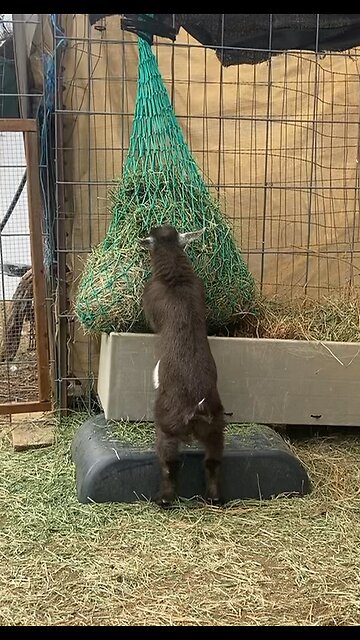 Carmela’s breakfast time