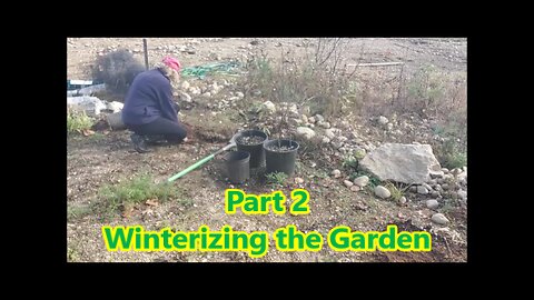 Part 2: Finally Planting my Perennials | The Chickens are Out, Putting them to Work ; )
