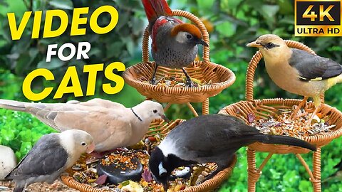 Chirping Companions: Relaxing Bird Video For Cat Entertainment - CatTV Central