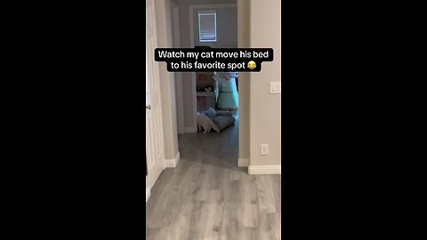 My cat’s favorite spot 😃