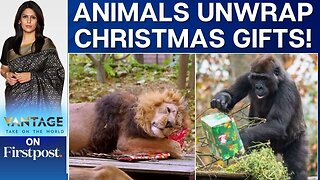 Rome's Bioparco Zoo Gives Christmas Gifts to Animals | Vantage with Palki Sharma