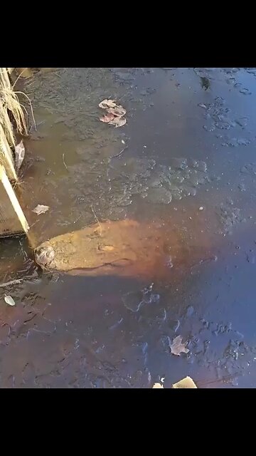 Alligators can survive the winter by freezing in frozen bodies of water.