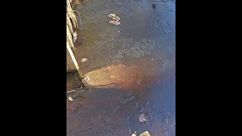 Alligators can survive the winter by freezing in frozen bodies of water.