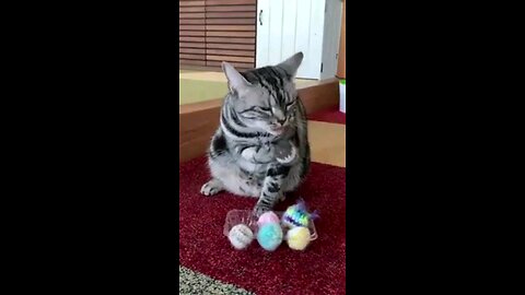 funny animal's video