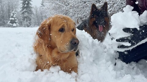 A Day In The Life Of My Dogs During A Snow Blizzard