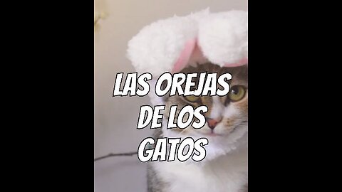 Las orejas de los gatos