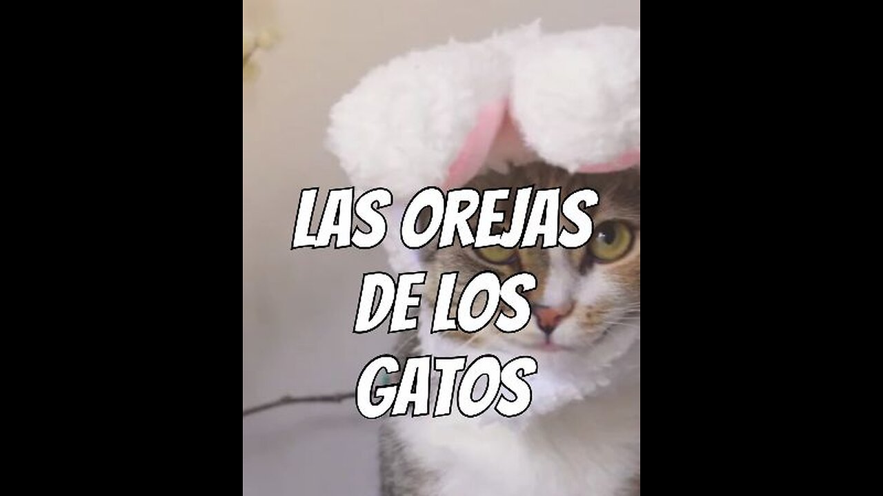 Las orejas de los gatos