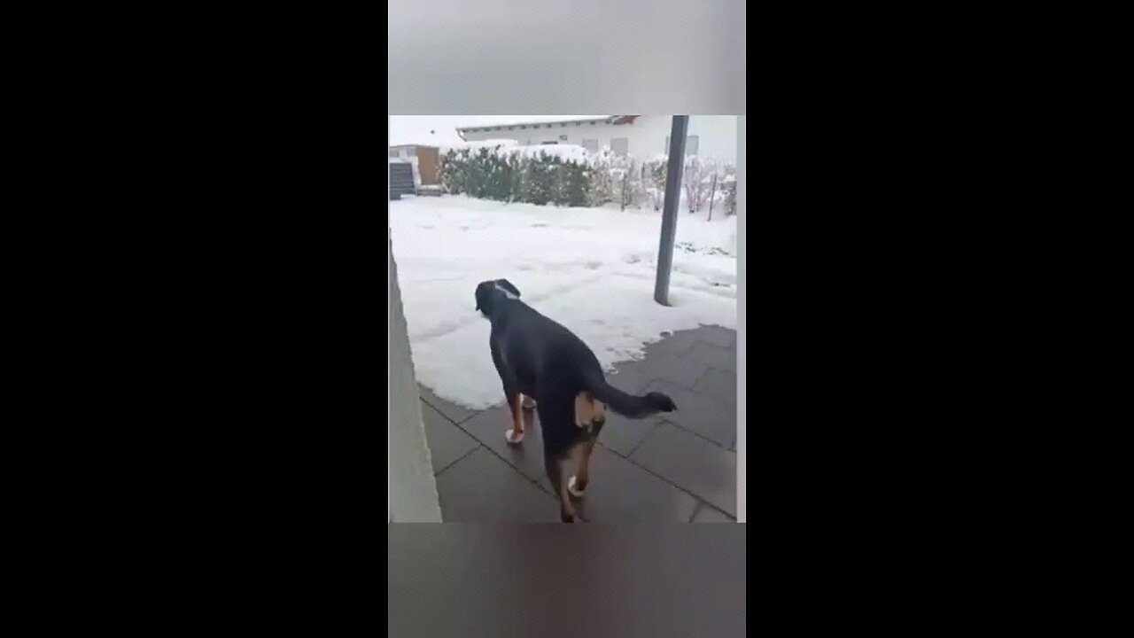 funny animals