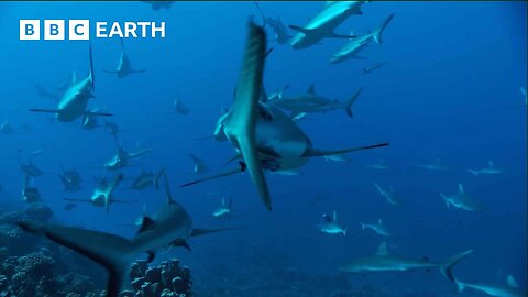 Reef Shark Feeding Frenzy