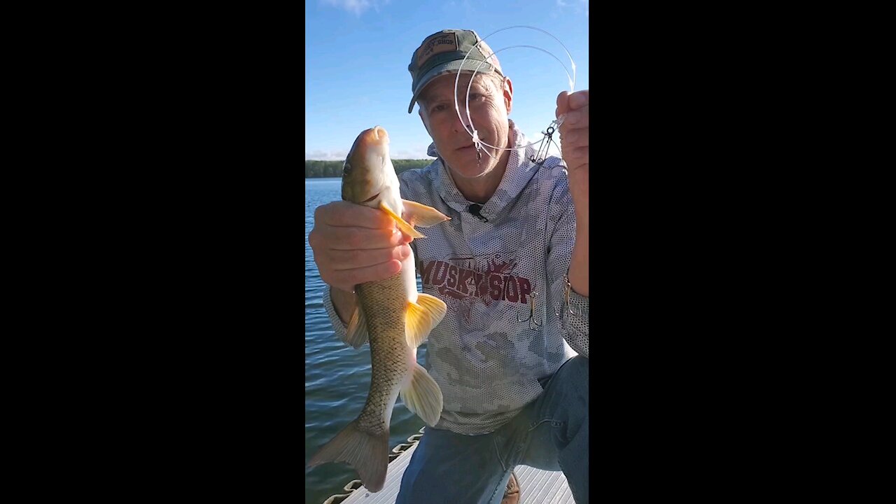clip n go sucker rigs