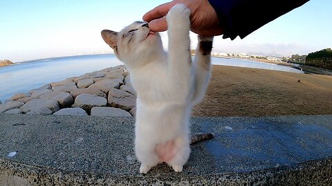 When I stroke the stray cat's head, it stretches and is cute