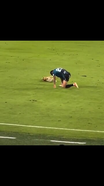 Un perro imita la caída de un jugador durante un partido de fútbol