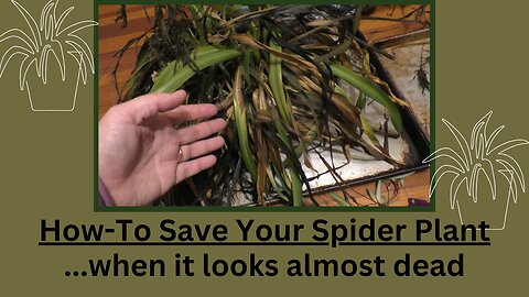 How-to save a spider plant when it looks almost dead | Houseplant 911 care