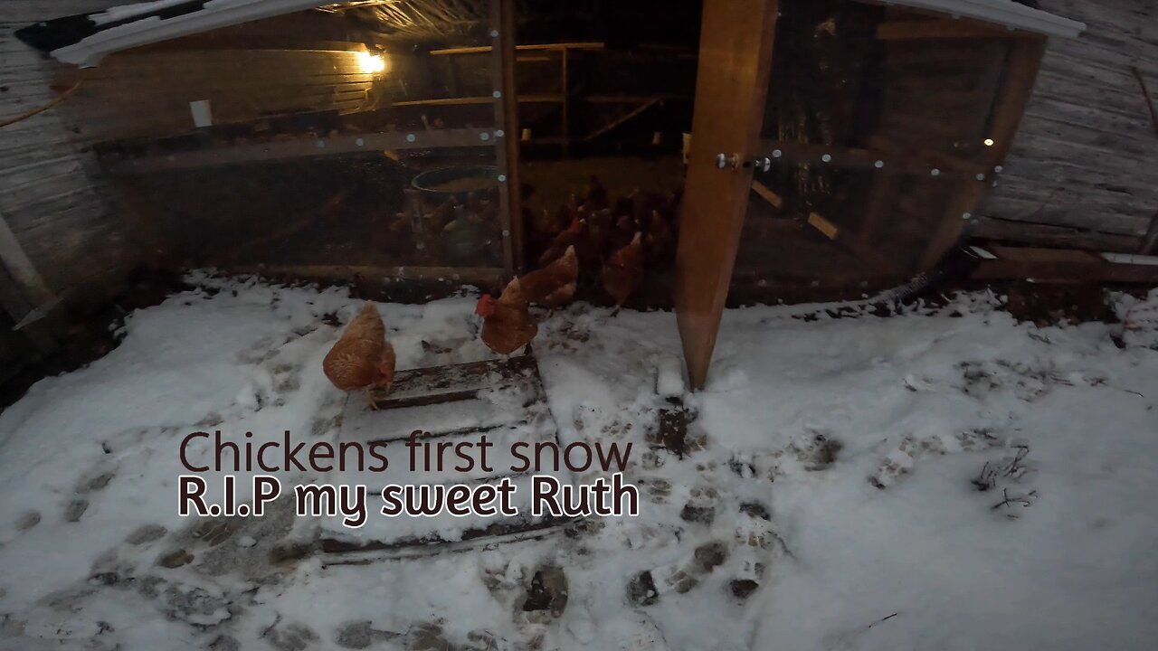 Chickens First Snow | R.I.P our sweet Ruth♥