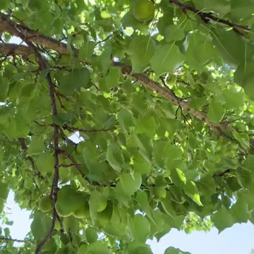 Fruits and Vegetables at Jaya coming along well 🙌