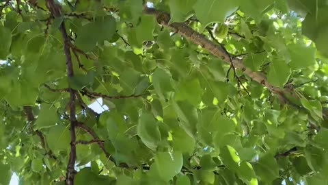 Fruits and Vegetables at Jaya coming along well 🙌