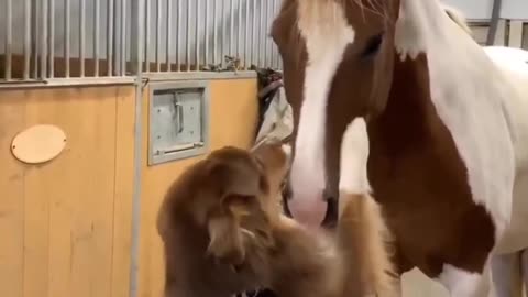 love dog