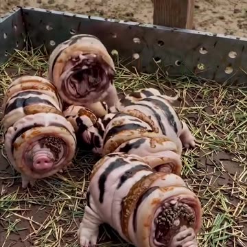 Pigs Covered In Bacon
