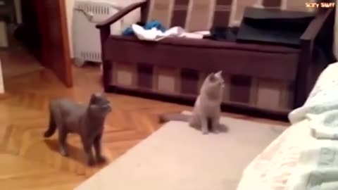 6 Very Creepy Videos of Cats Seeing Ghosts Recorded on Video