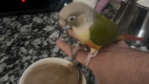 Pickle the barista birb loves to stir my coffee every morning