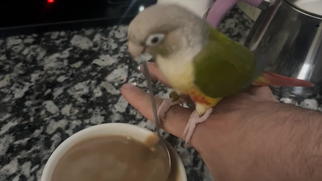 Pickle the barista birb loves to stir my coffee every morning