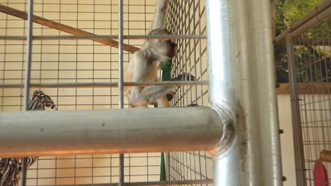 Mowgli chatting while eating his supper