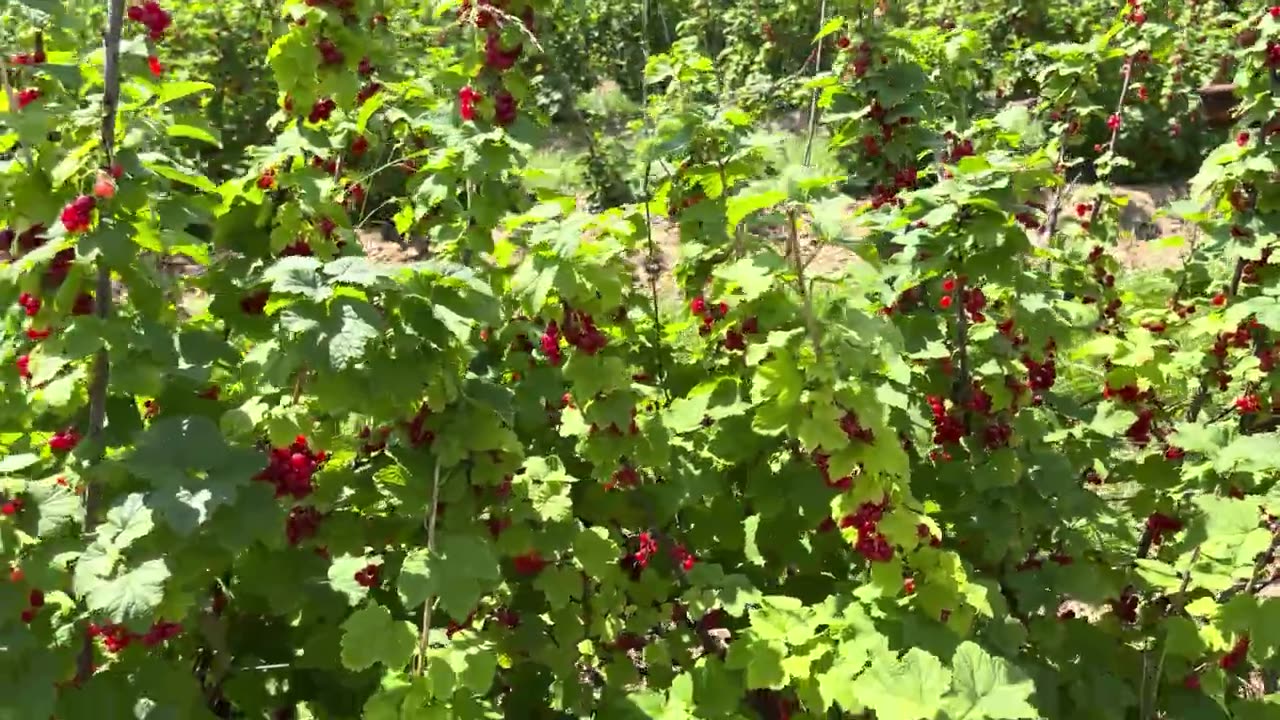 Red Currants