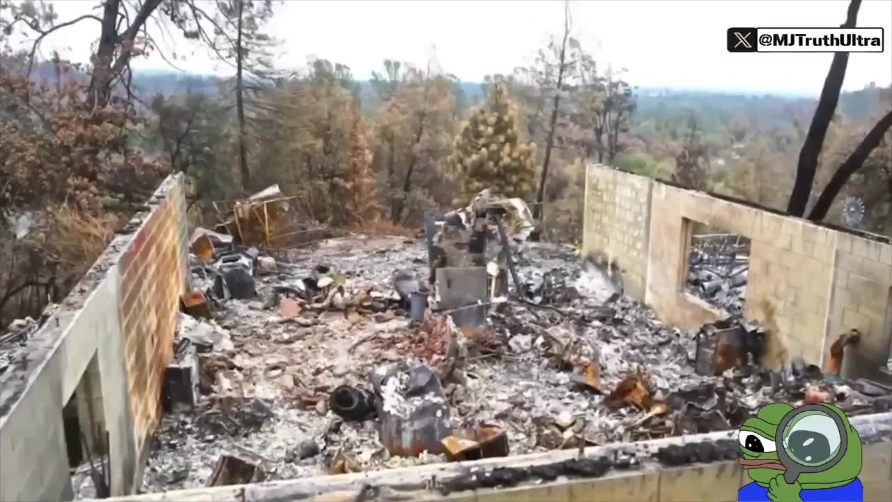 Forensic Arborist