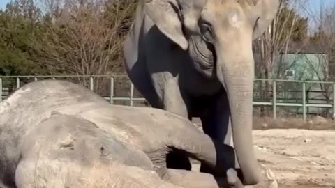 😩🐘 This Elephant Won't Leave Her Companion's Side For 25 Years! | FeedMyCuriosity