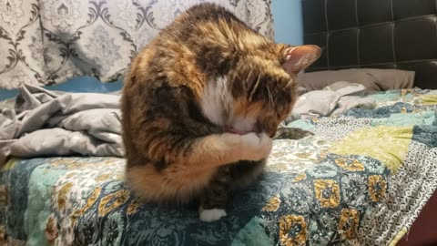 Cat Licks Paws in the Most Adorable Way — Pure Cat Therapy