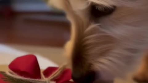 🐶🎁 I Gave My Dog a Christmas Gift… His Reaction Melted My Heart ❤️🎄