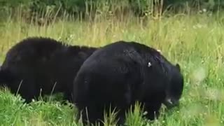 Amazing: A Bowhunter’s Dream: Black Bear in the Crosshairs #wildlife #harehuntin