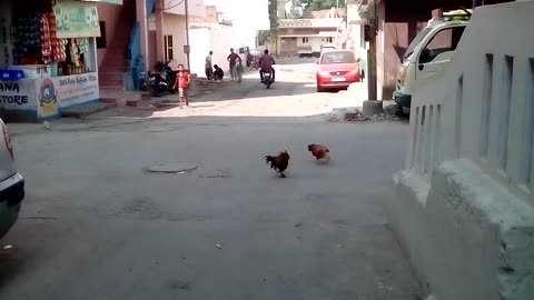 Cock Vs cock| chicken Vs chicken| fighting funny video