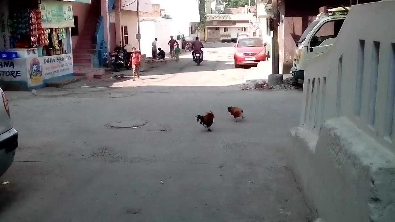 Cock Vs cock| chicken Vs chicken| fighting funny video