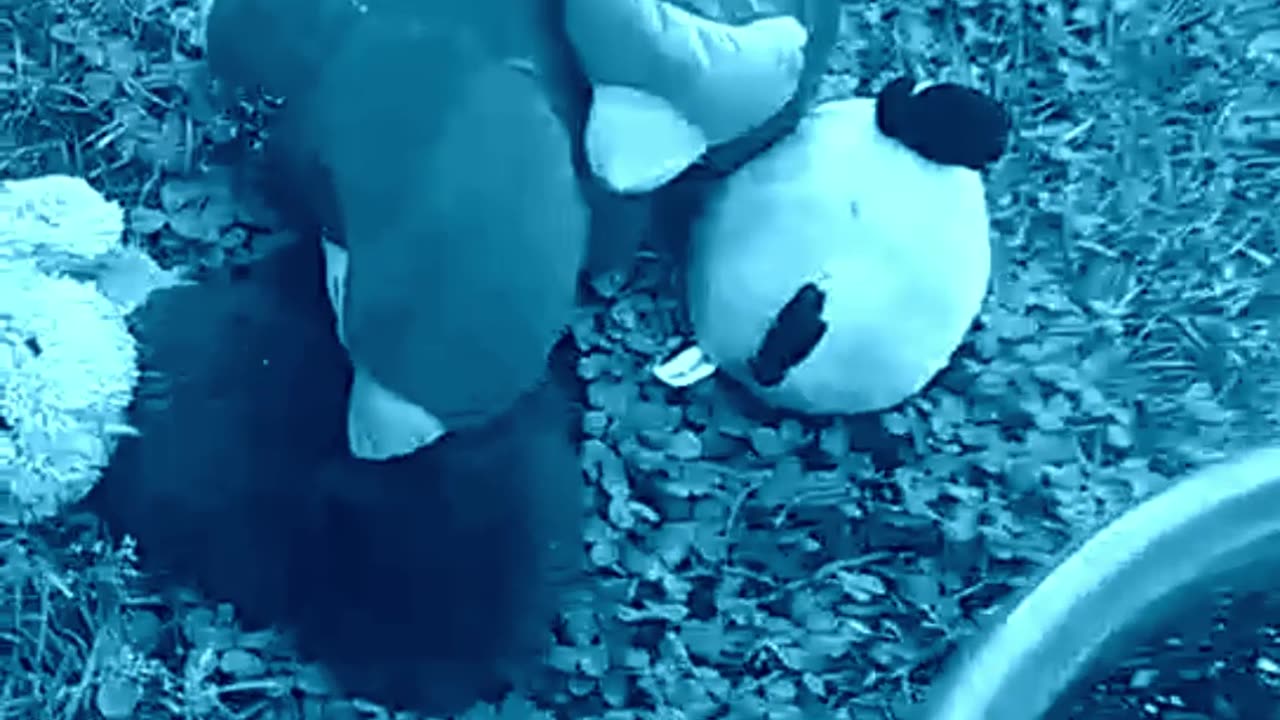 angry birds & doggies re upload