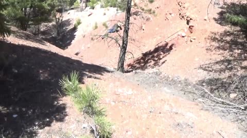 Prospecting the Big Bertha Pegmatite for Rare Earth minerals! Jefferson county, Colorado.
