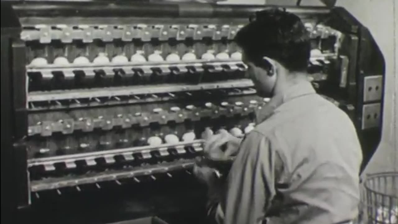 Eggs: The Science and Care Behind Commercial Egg Production