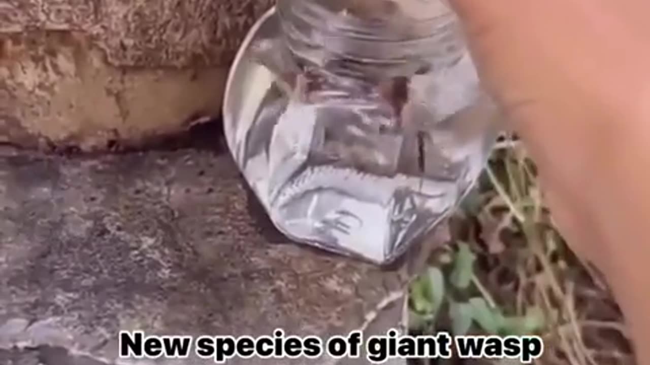 😨🕷️ Scary Wasp Encounter Caught on Camera! | TheHauntingHour