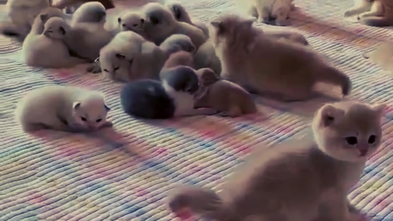 Billy Party 😻-#trending #trendingvideoshort #comedy #shortvideo #entertainment