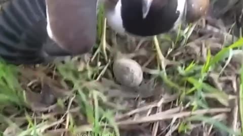 Bird protecting its egg at any cost