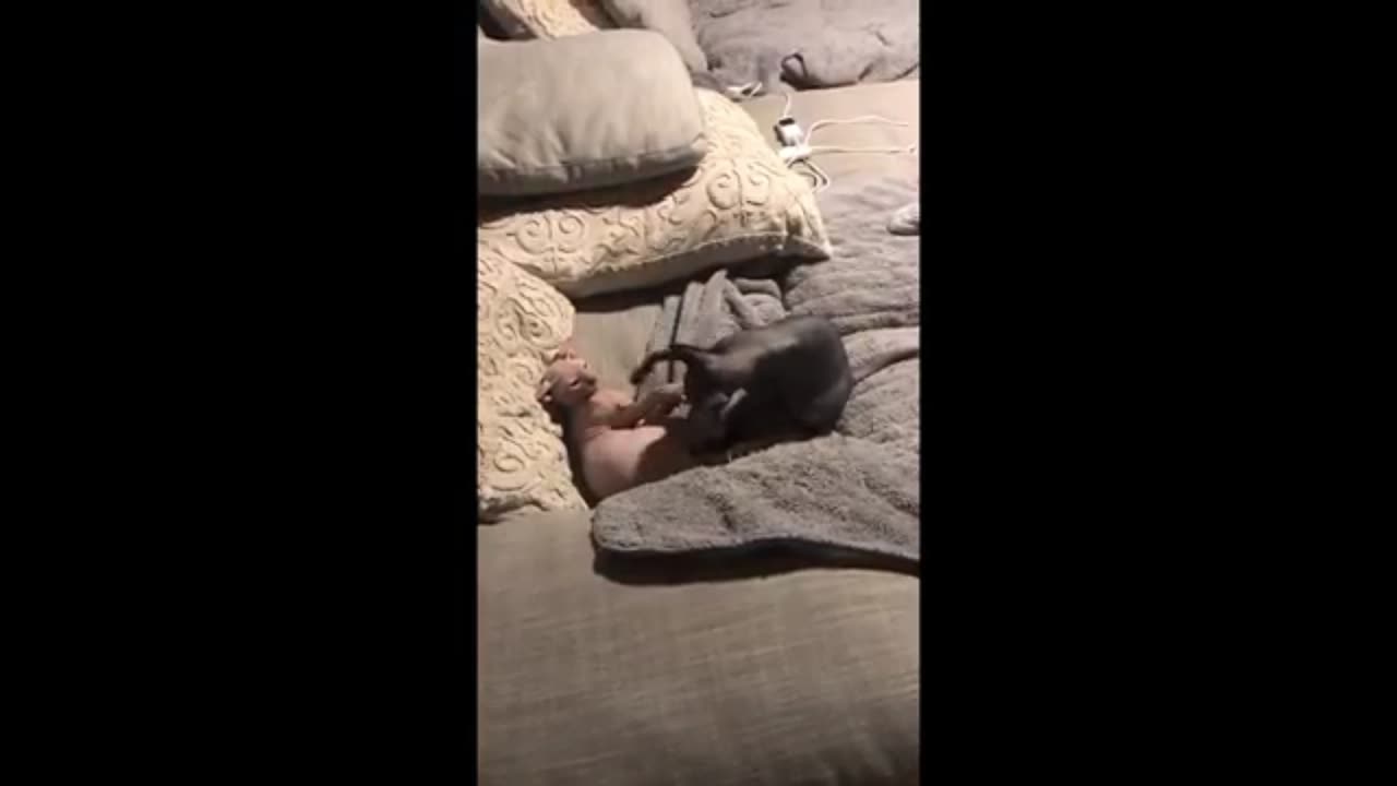 GATOS usando 1% do CÉREBRO - VÍDEOS mais ENGRAÇADOS 2025 😹 PARTE 6