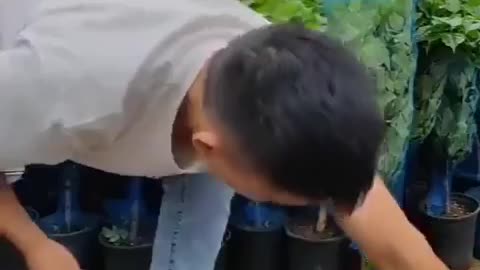 How to properly transfer a plant