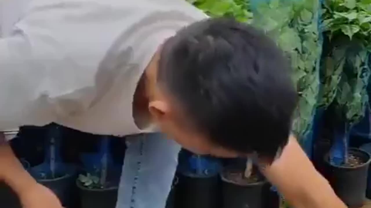 How to properly transfer a plant