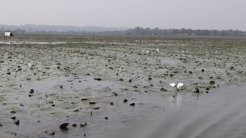 Flock of Egrets Following Ripples of a Boat