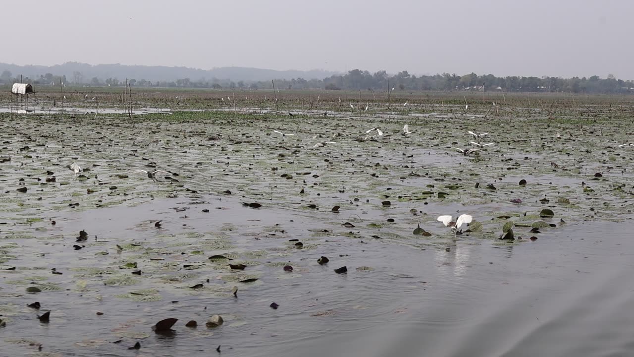 Flock of Egrets Following Ripples of a Boat