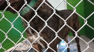 Sven 1y Pet Id 935974 kennel 23b Skai 2y Pet Id 947877 kennel 22b HSSAZ shelter baby step20251031587